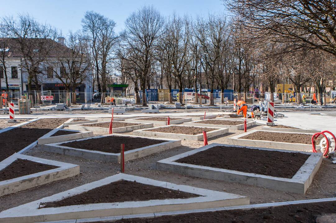 Ženklai: tulpių daigai jau prognozuoja artėjantį spalvingą metų laiką.