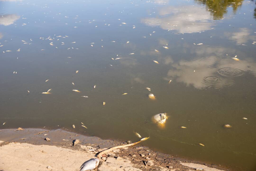 Kazlų Rūdos tvenkinyje išgaišo žuvys