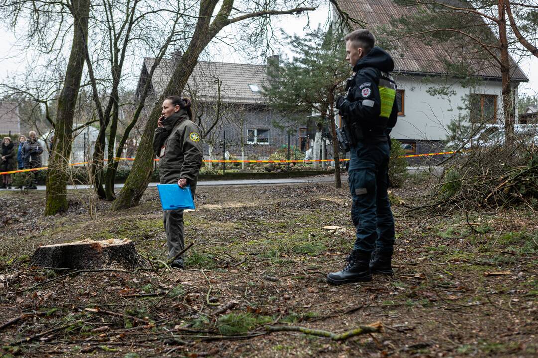 Į Radikius grįžo nelegalūs medžių kirtėjai