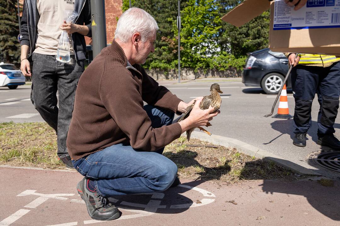 Gelbėjimo operacija: į šulinį įkrito ančiukai