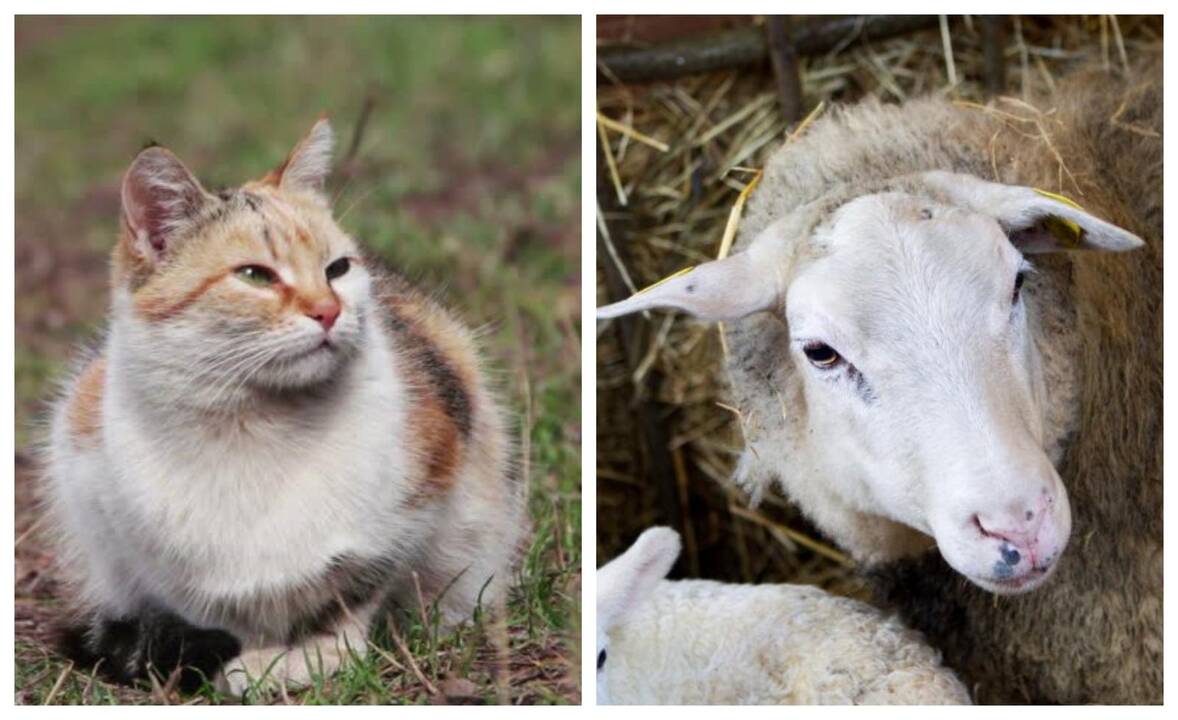 Šilutės rajone pašauta avis, o Alytaus rajone – katinas