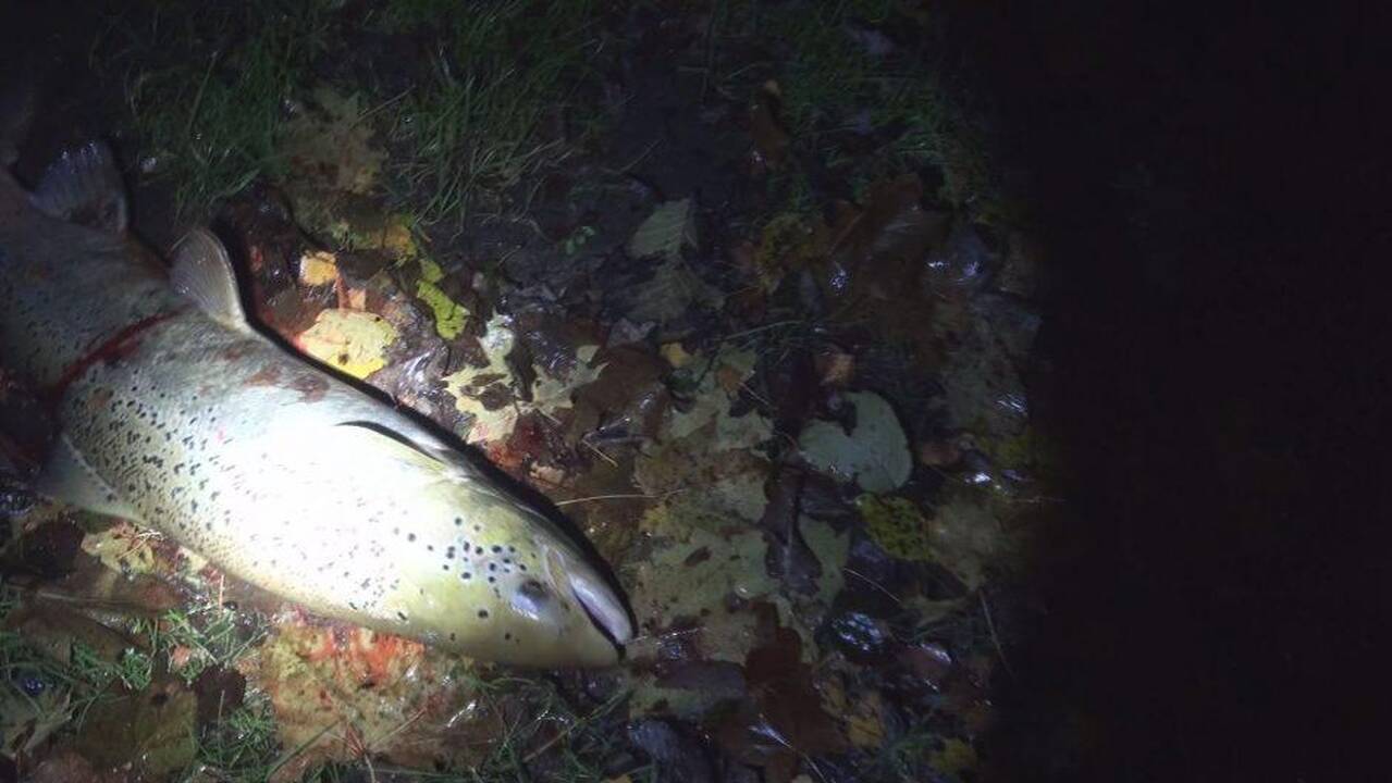 Saugant lašišines žuvis – kirtis brakonieriams