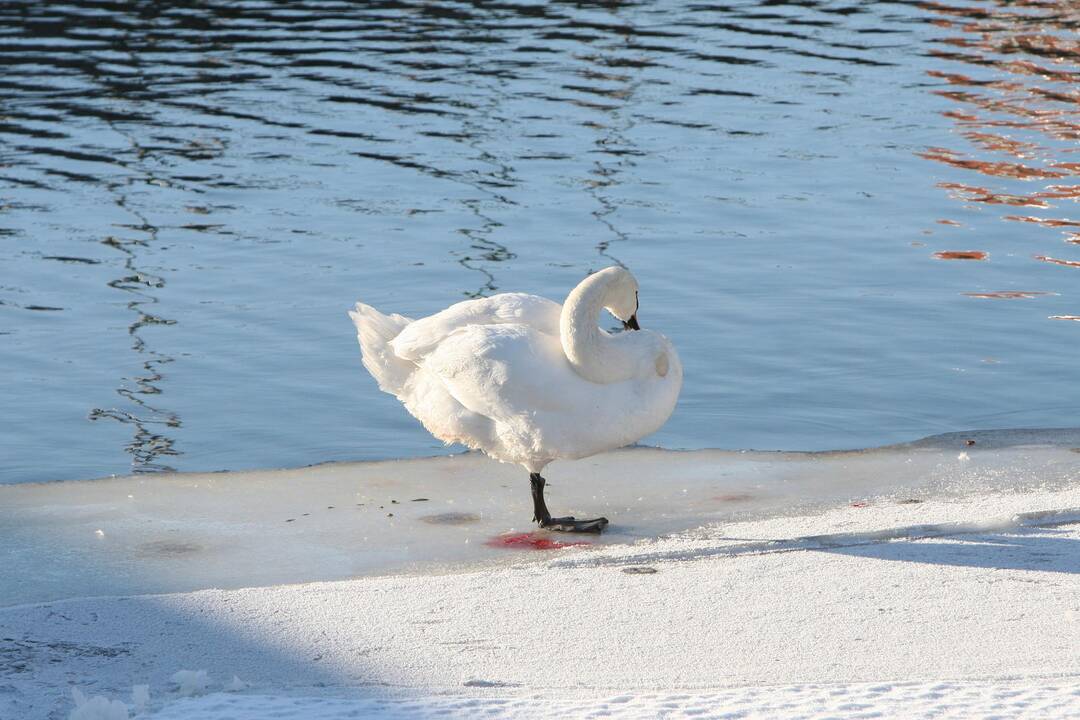 Klaipėdiečiai sunerimo dėl gulbių, gyvenusių Žardės tvenkinyje, likimo.