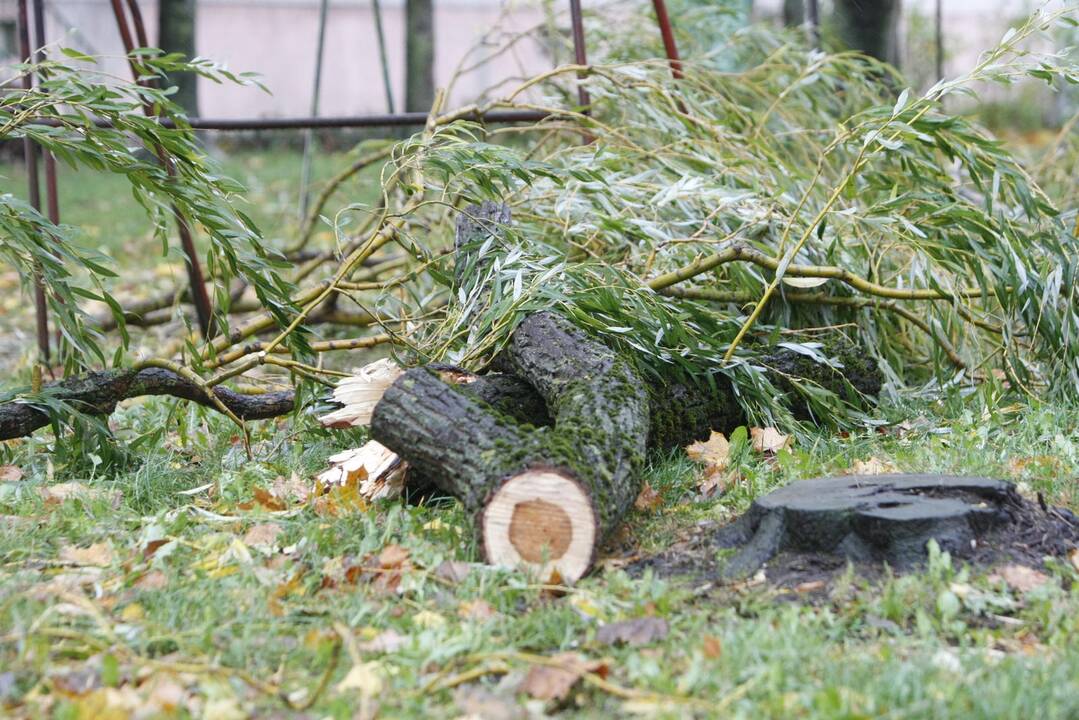 Vėtra uostamiestyje