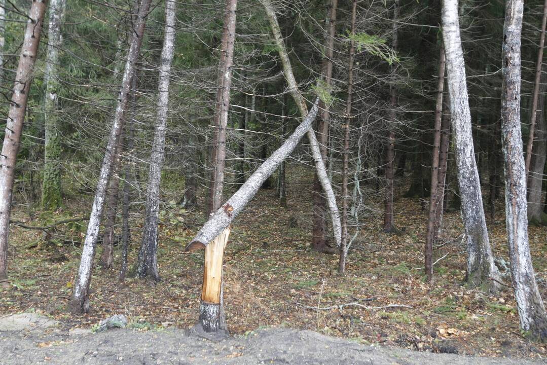 Vėtra uostamiestyje
