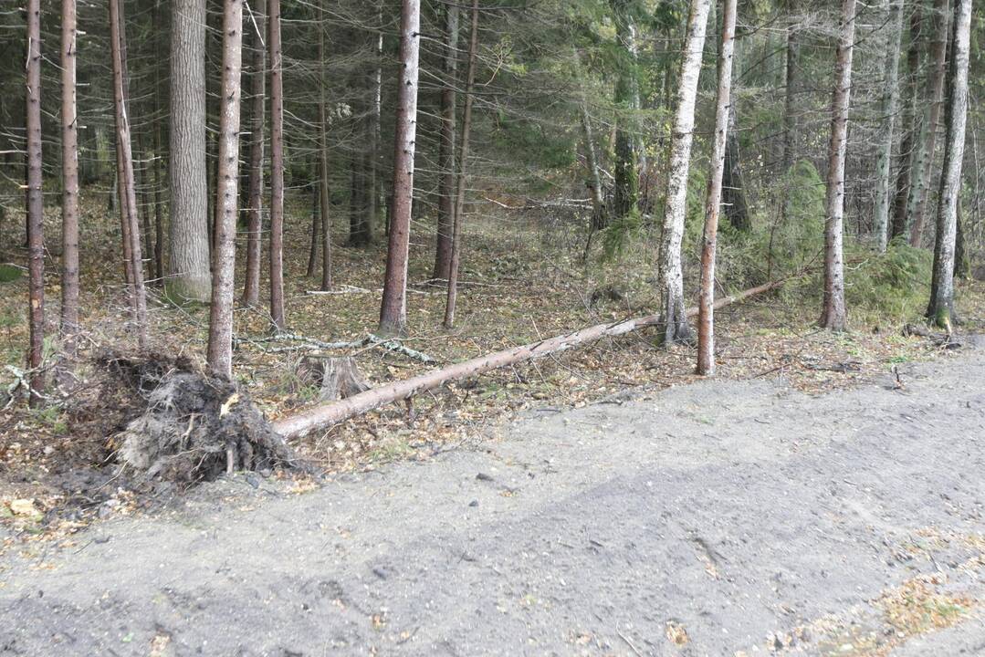 Vėtra uostamiestyje
