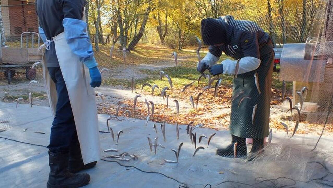 Atvejis: šiemet pavasario žuvelės iš tinklų rinkome medžiams dar nenumetus lapų.