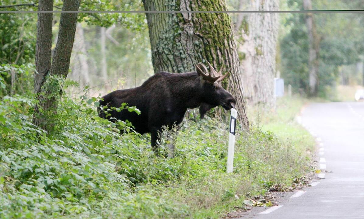 Nidą okupuoja meškėnai ir briedžiai