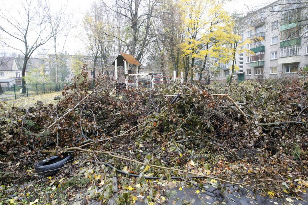 Problema: Sausio 15-osios gatvės 11A daugiabučio namo gyventojų nepasitenkinimą kelia gulintys kalnai medžių šakų.