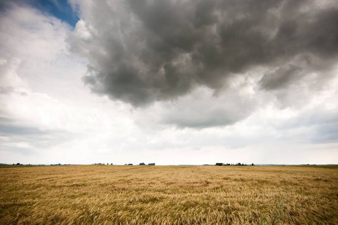 Sinoptikai turi gerų naujienų ūkininkams