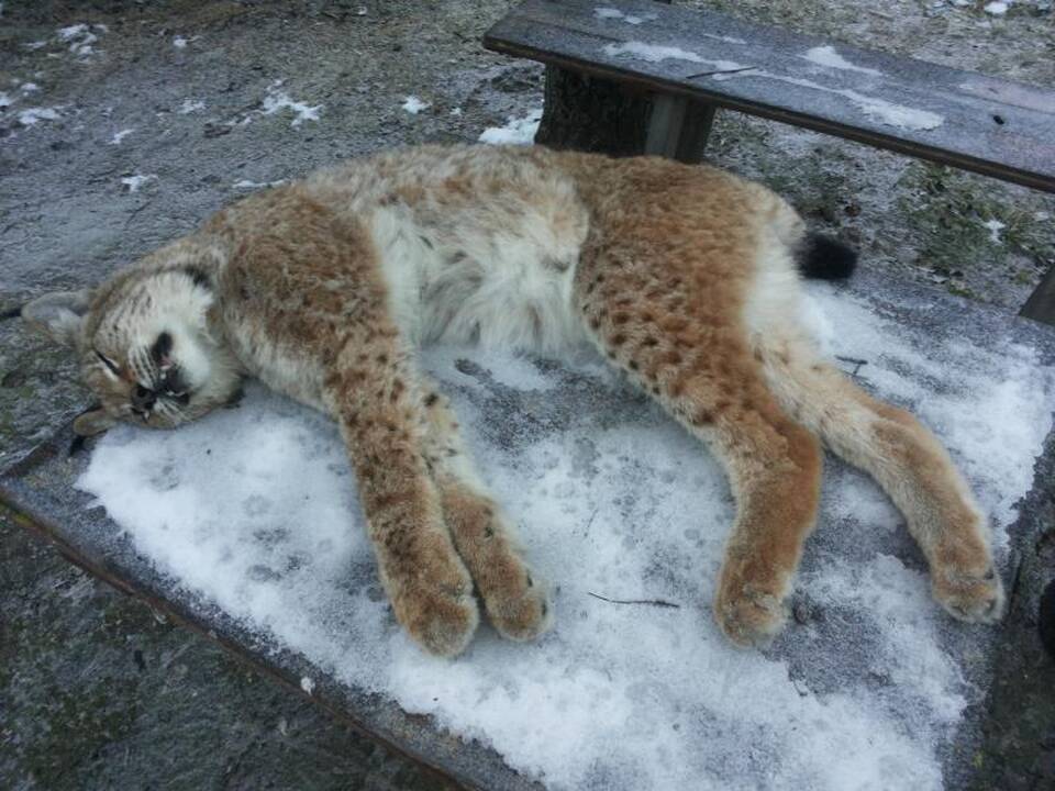 Lūšį kilpoje radęs vyras staiga prarado atmintį