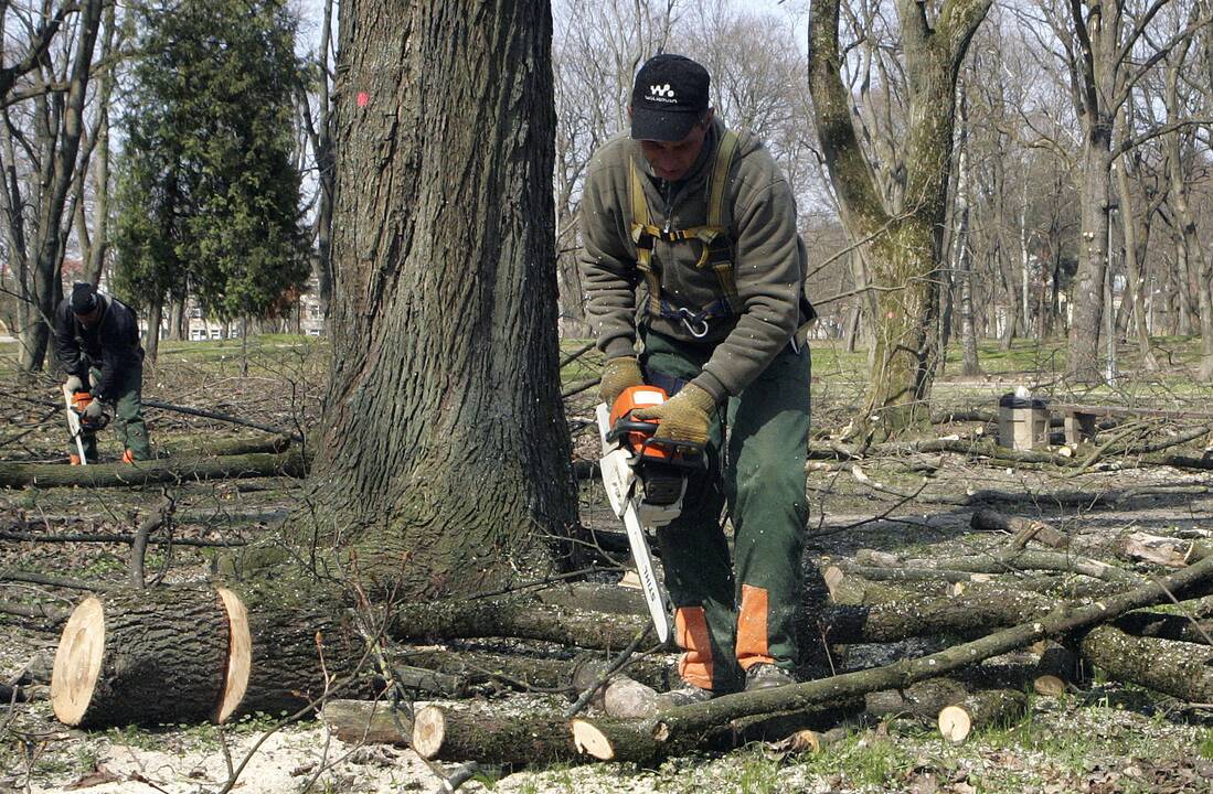 Už savavališką medžių genėjimą žada bausti