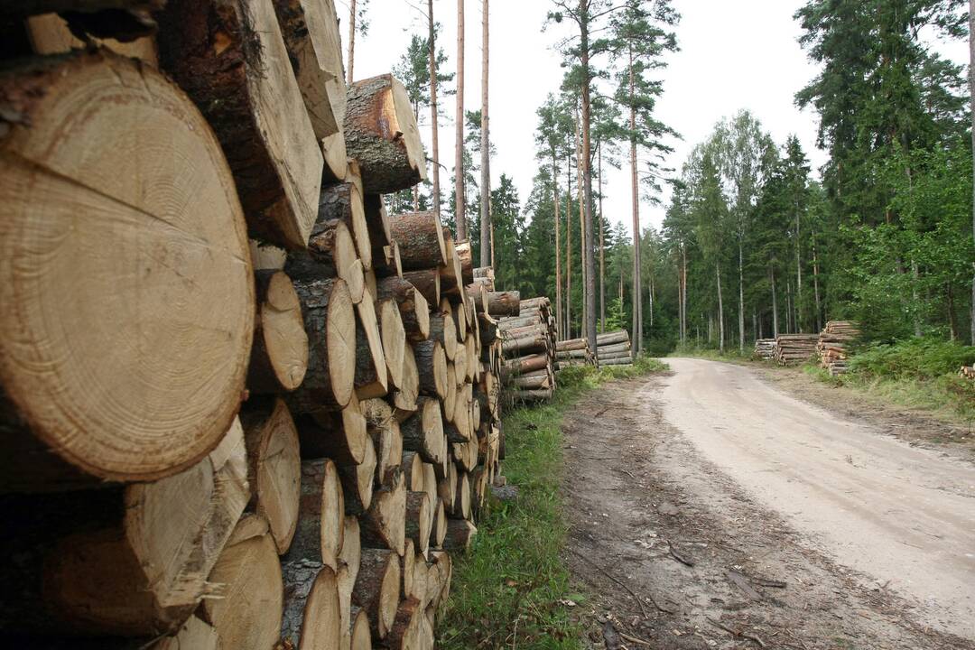 Miško vagis demaskavo vaizdo kameros