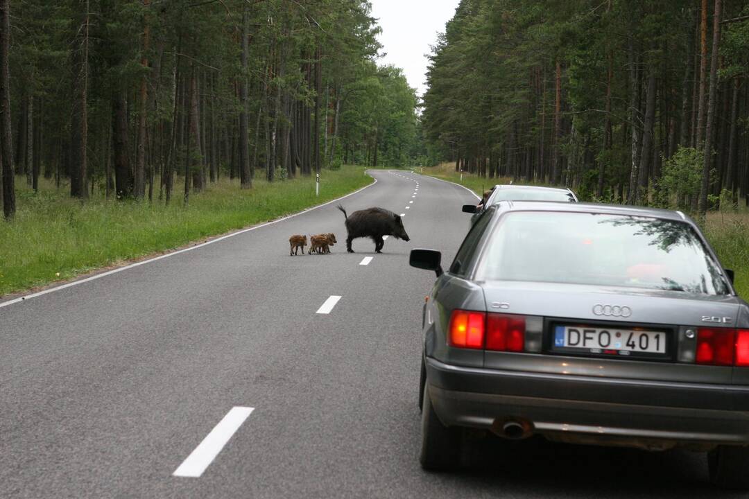 Šiemet automobiliai su gyvūnais susidūrė daugiau nei 1,2 tūkst. kartų