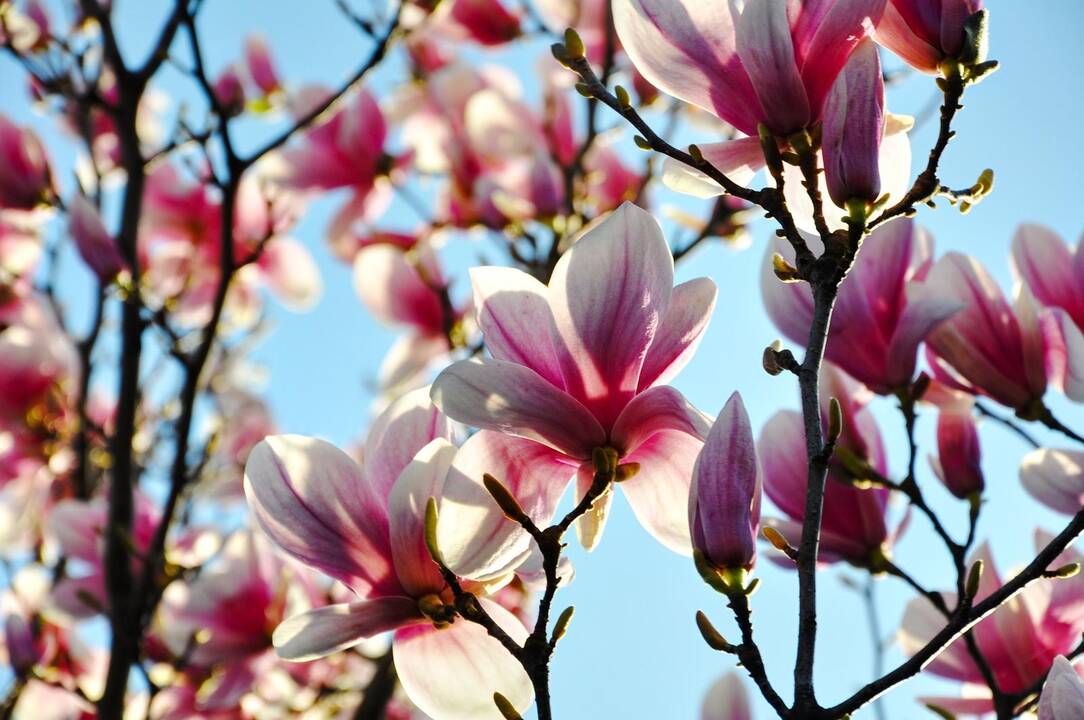 Magnolijos