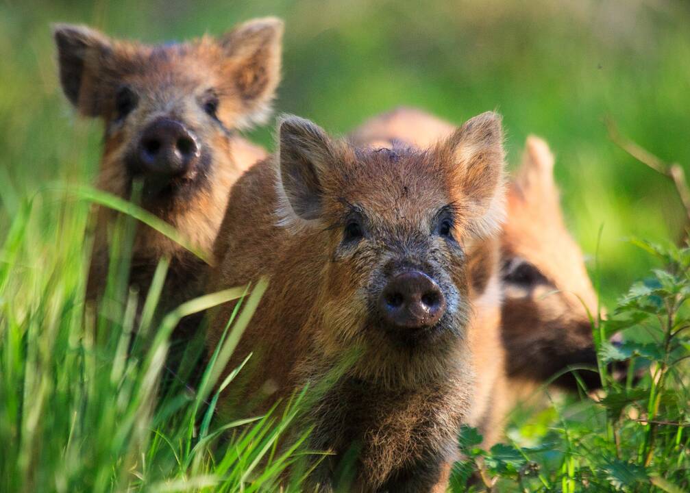 Aplinkos ministras: šerniukai nebus medžiojami