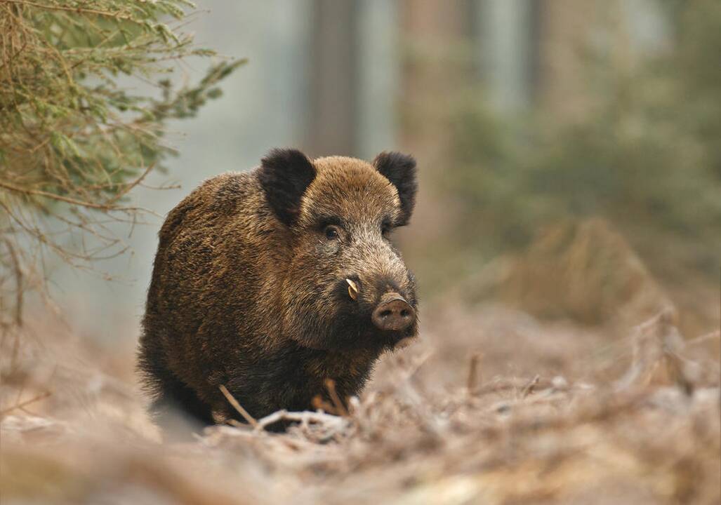 Nuo balandžio 1 d. išmokos už sumedžiotus šernus nebus mokamos