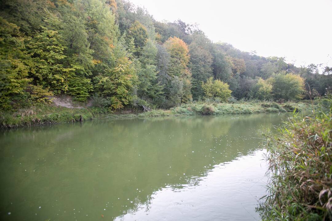 Pažaliavusi Jiesios upė