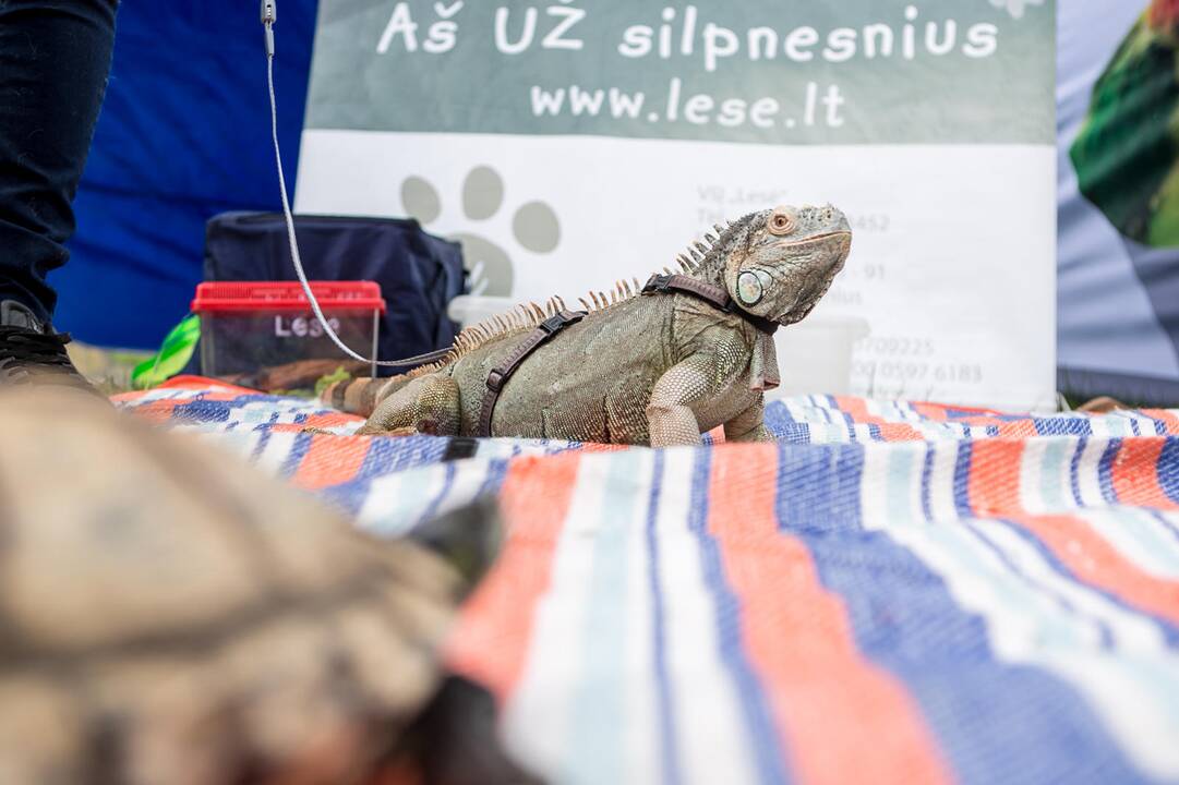 Šeimos savaitgalis su augintiniais 2019