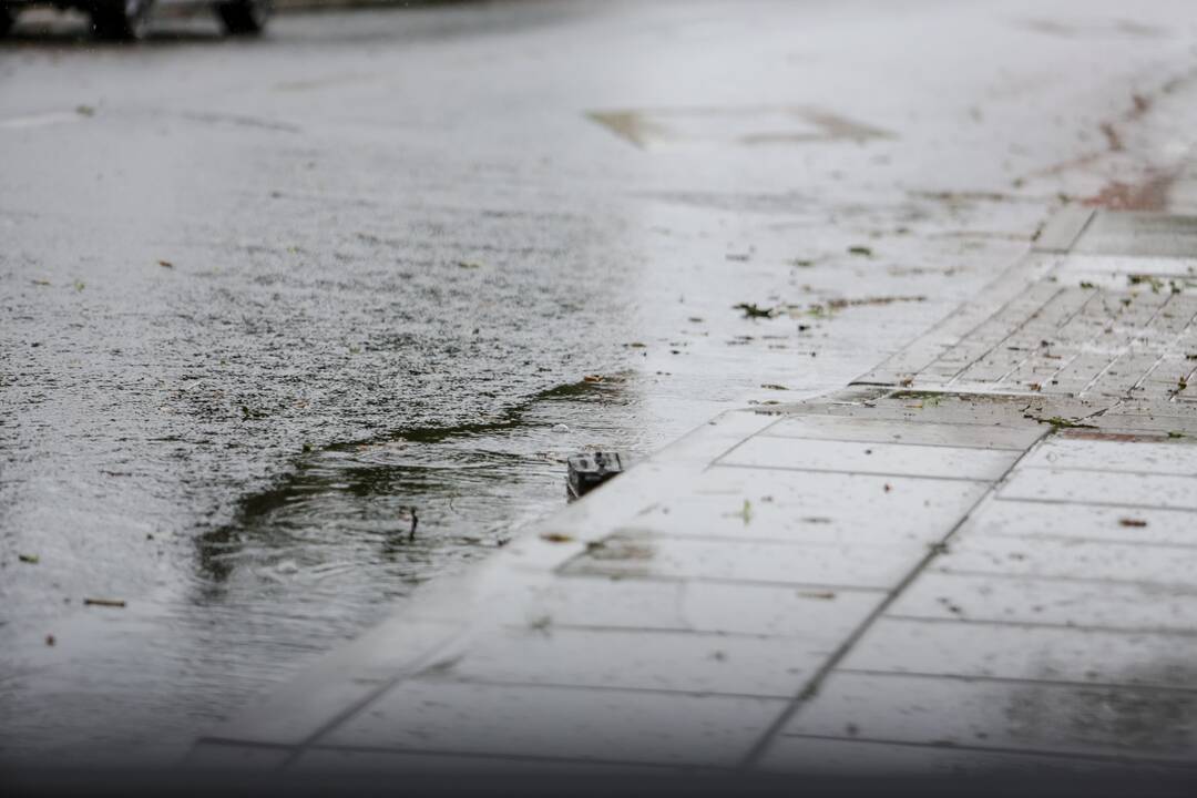 Joninių dieną – liūtis Kaune