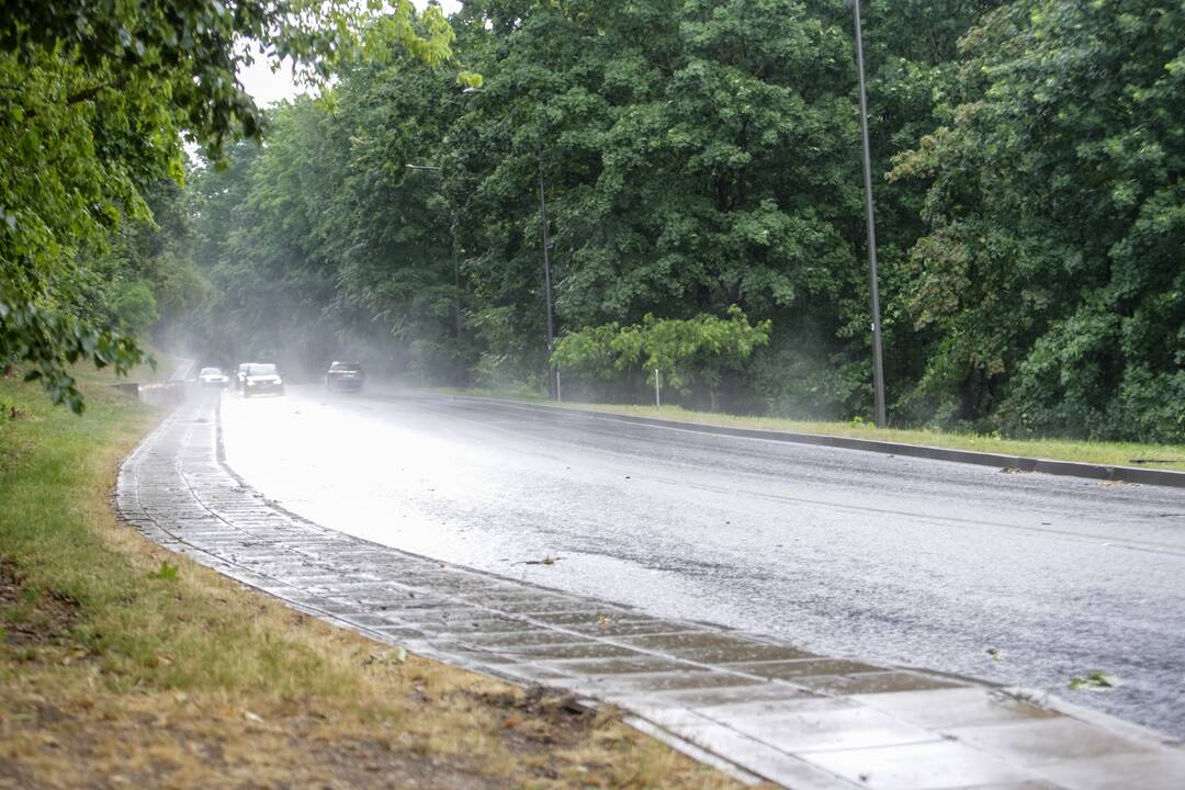 Joninių dieną – liūtis Kaune