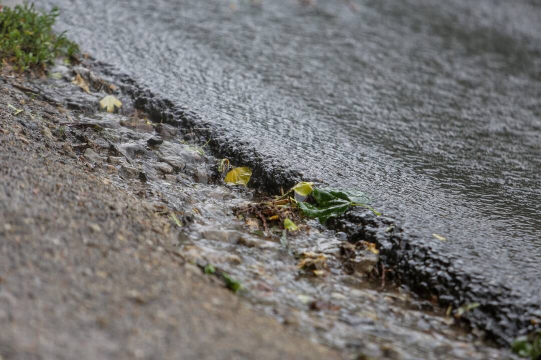 Joninių dieną – liūtis Kaune
