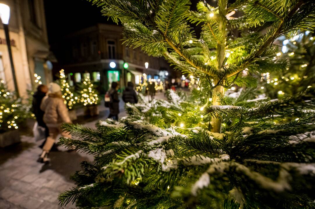 Žingsnis link Kalėdų: įžiebta žvaigždėmis puošta Kauno eglutė!