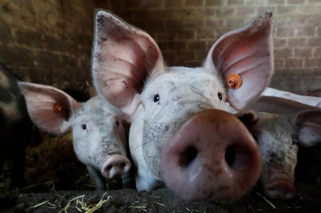 Smulkieji kiaulių augintojai gali teikti paraiškas paramai gauti