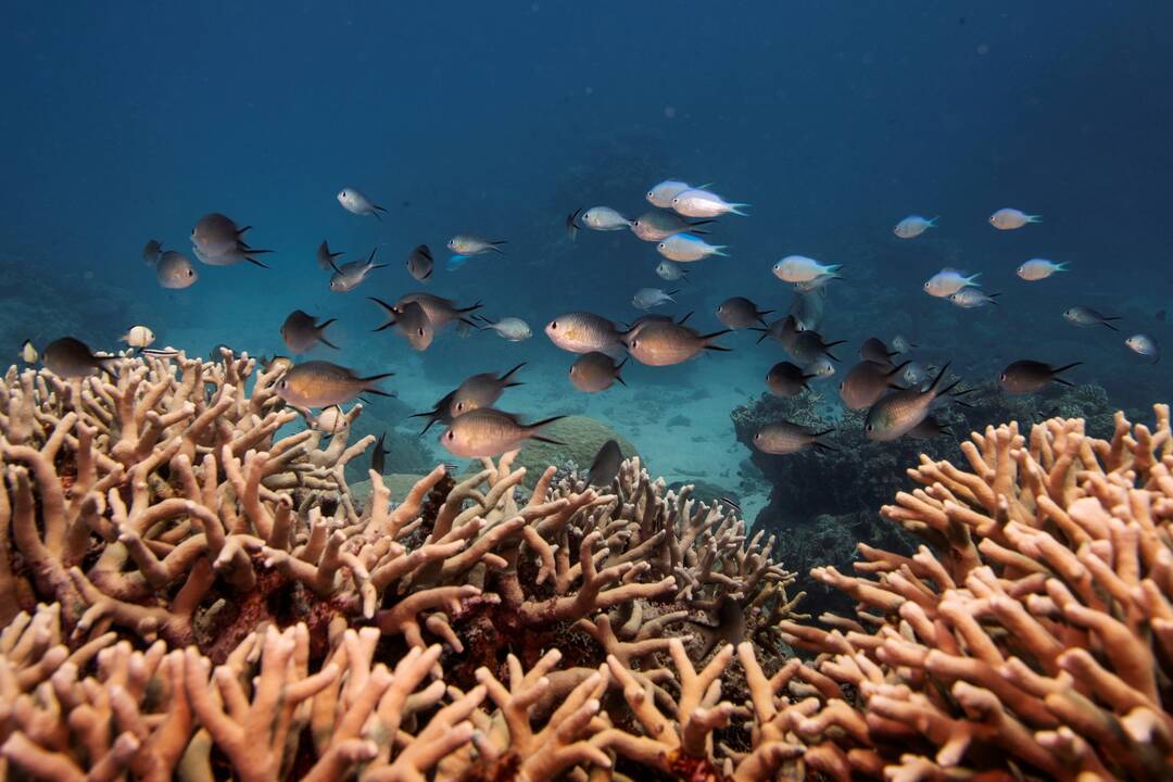 Australija ginčys UNESCO sprendimą dėl Didžiojo barjerinio rifo statuso