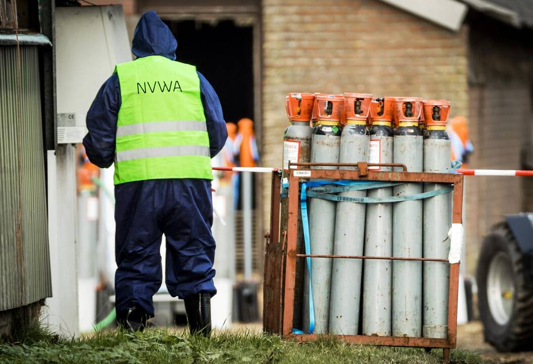 Paukščių gripo židinys aptiktas jau ir Kroatijoje