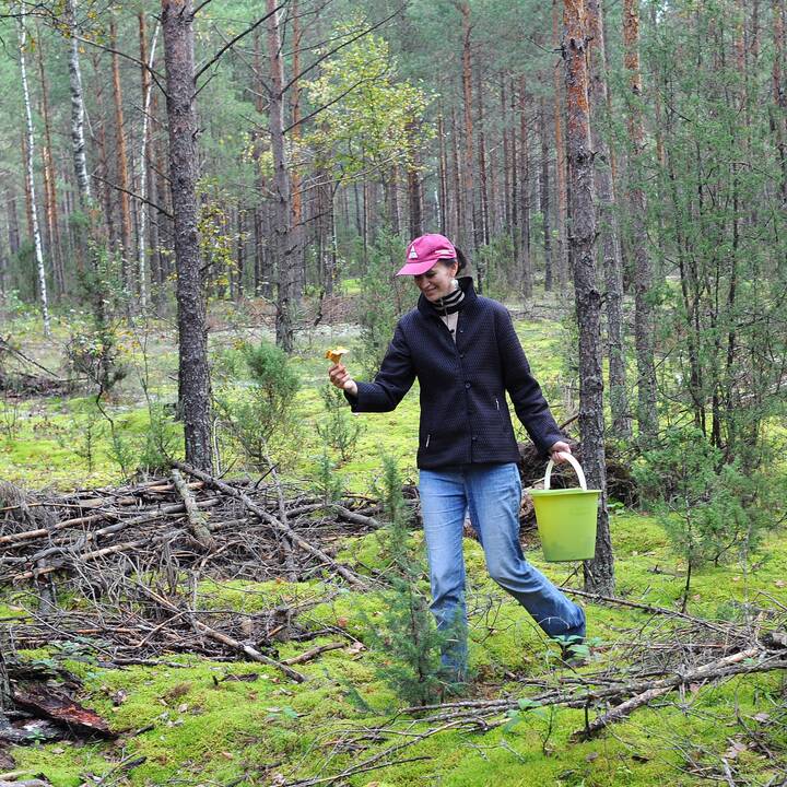 Miško gėrybių verslo sausra: kainos – dvigubai didesnės nei prieš penkerius metus