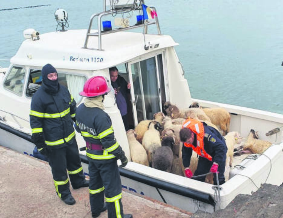 Procesas: avys varomos į laivą.