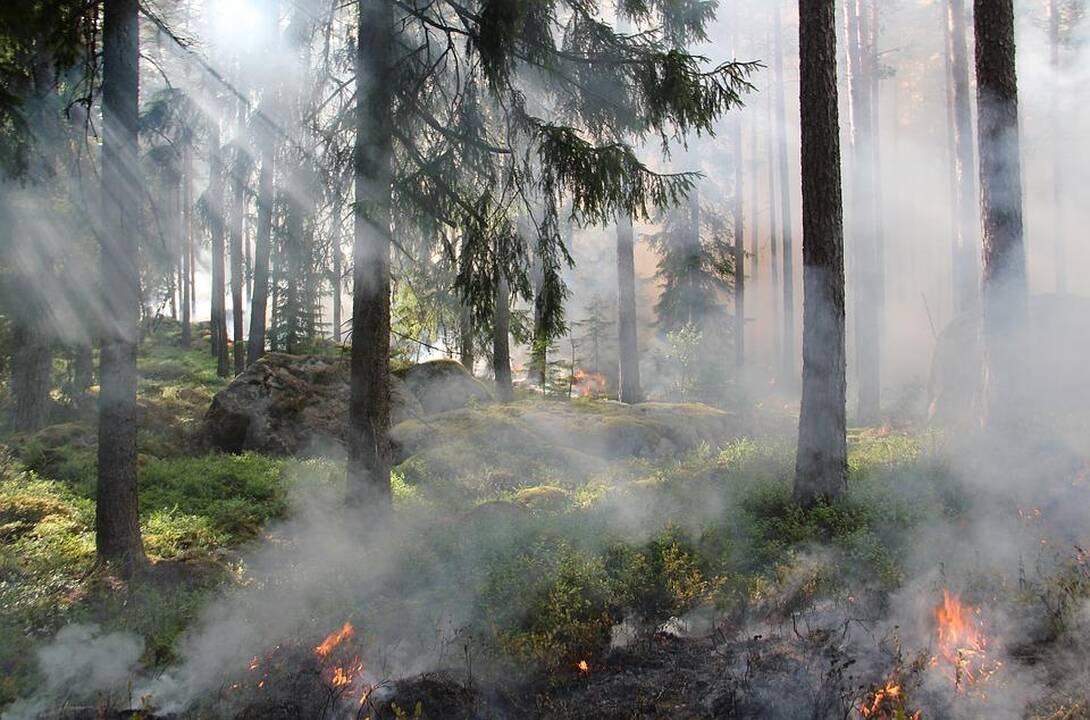 Gaisras Baltarusijos pasienyje: ekstremalios situacijos kol kas neskelbs