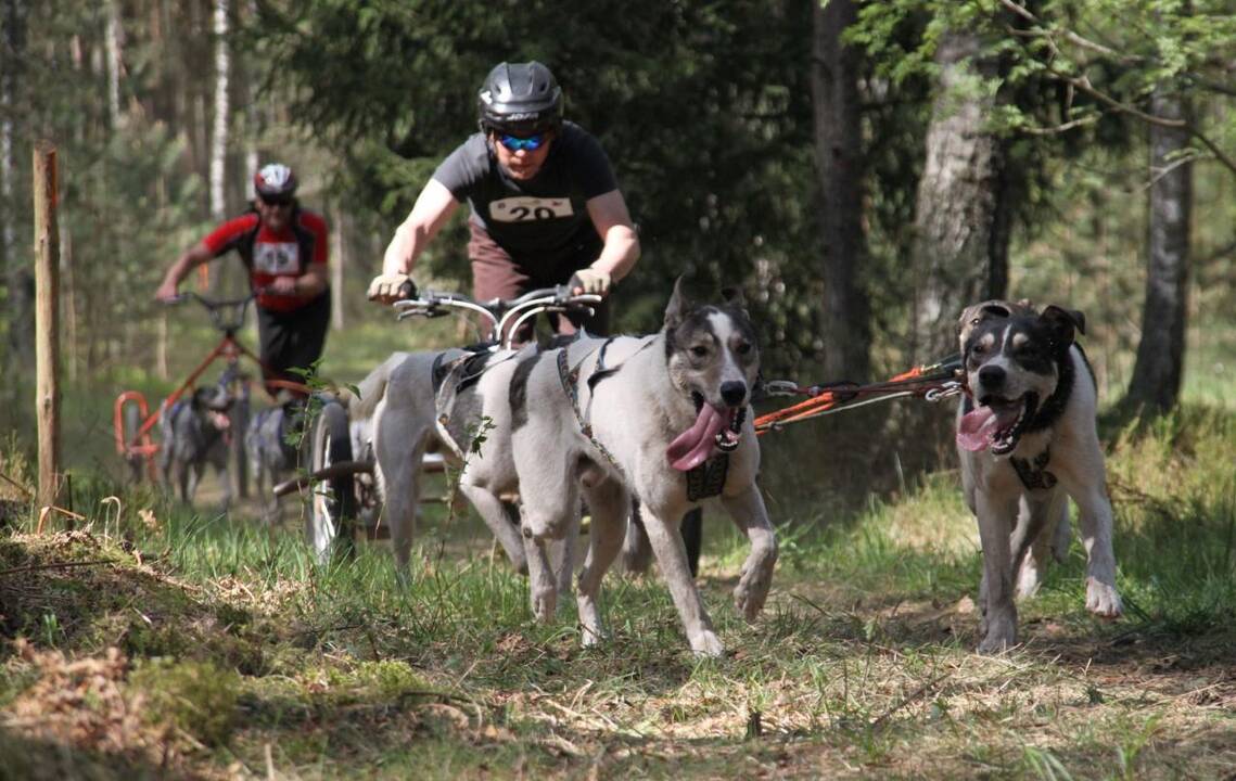 Jadagoniuose – vėl šunų lenktynės