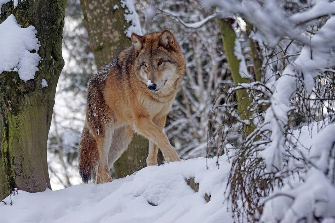 Žiema šieps dantis: termometrų stulpeliai kasdien vis žemės