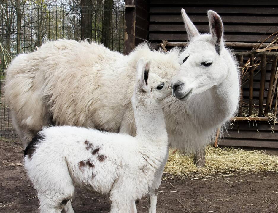 Lietuvos zoologijos sode – gausus jauniklių būrys