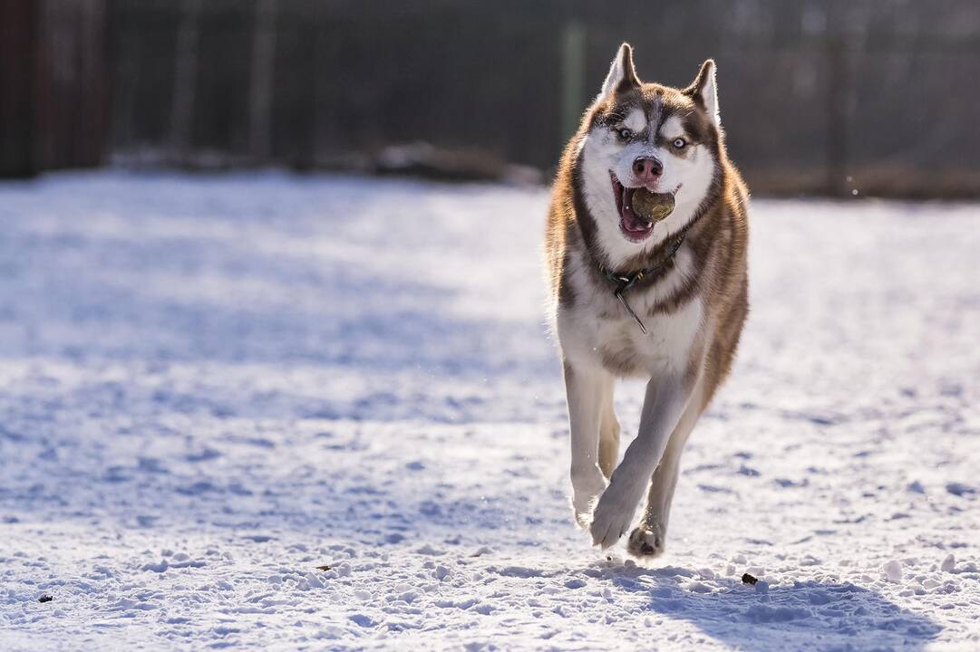 Žiema parodys dantis: kitą savaitę sulauksime iki 20 laipsnių šalčio