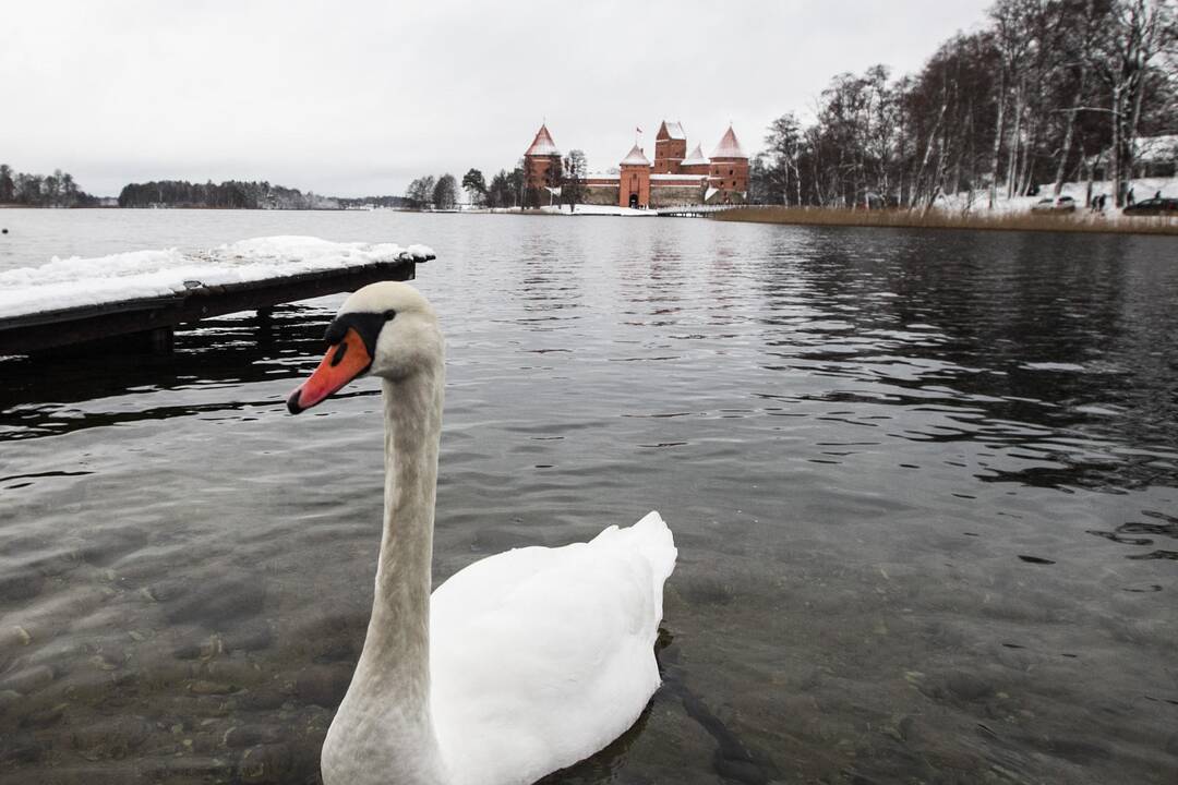 Kalėdiniai renginiai Trakuose