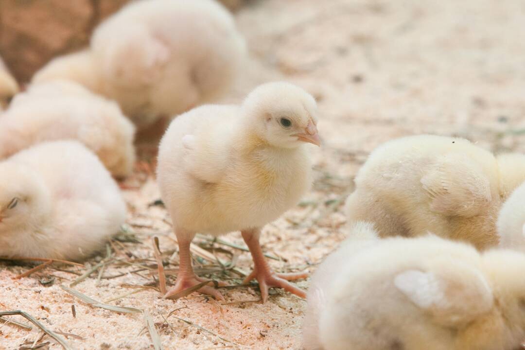 Įsibėgėja sezoninė prekyba naminiais paukščiais – kaip neapsigauti