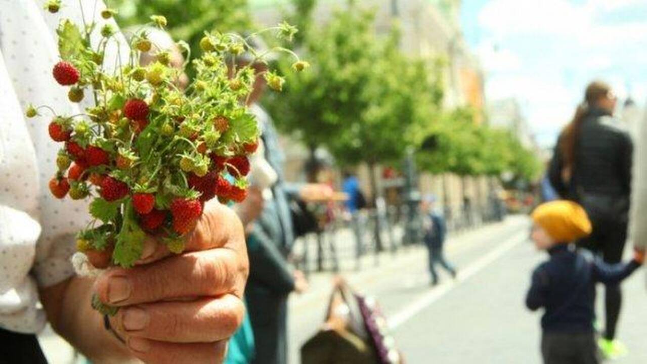 Šiauliečiai žolinę raginami paminėti vasaros gėrybių kompozicija