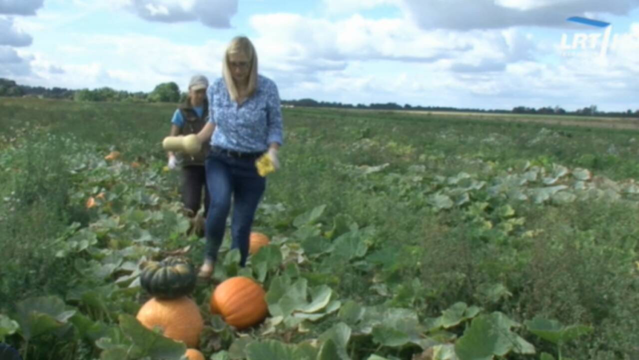 Neigia stereotipus: jauna ekonomistė grįžo į kaimą ir ūkininkauja