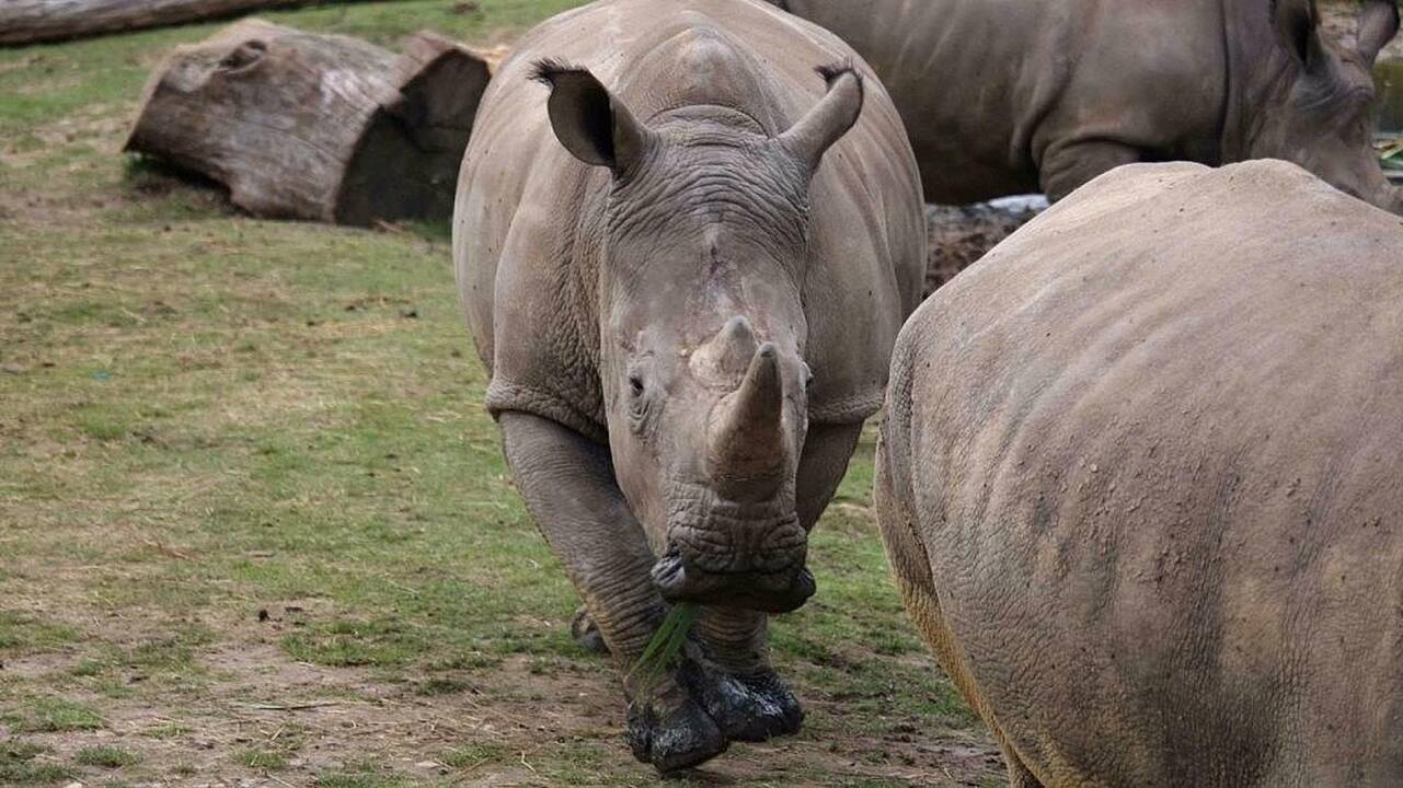 Pusei Afrikos žinduolių ir paukščių rūšių gresia išnykimas