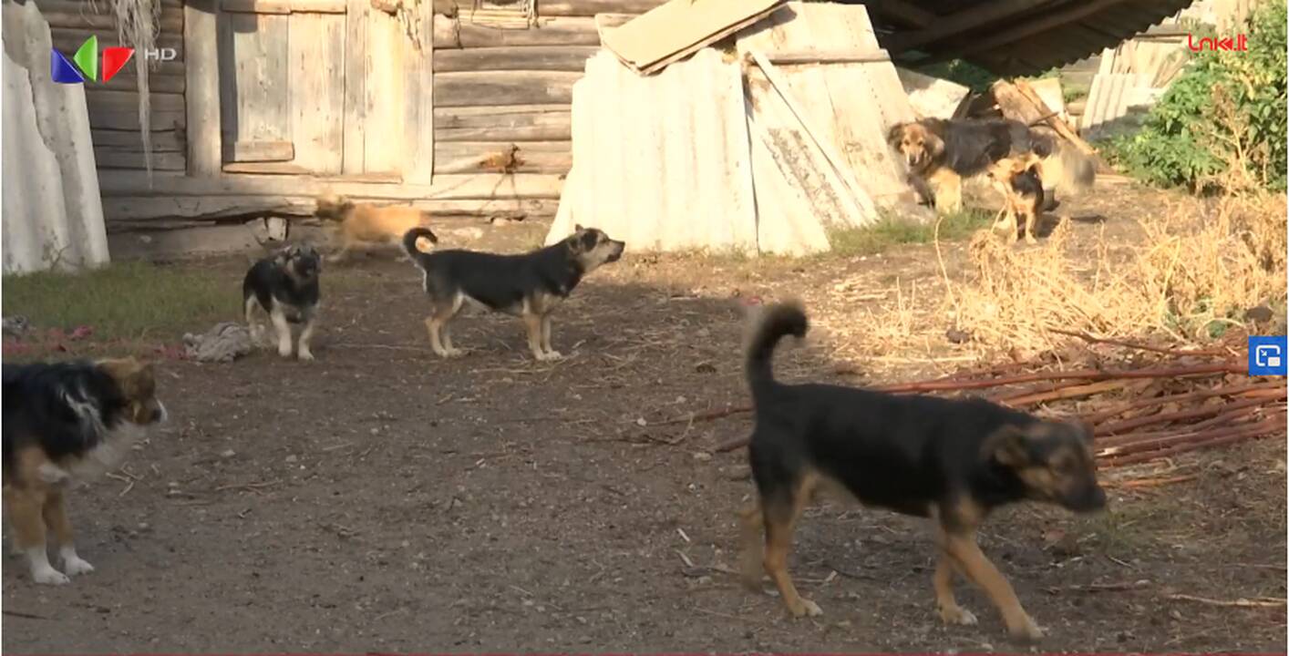 Panevėžio rajone – išskirtinė šunų gelbėjimo operacija