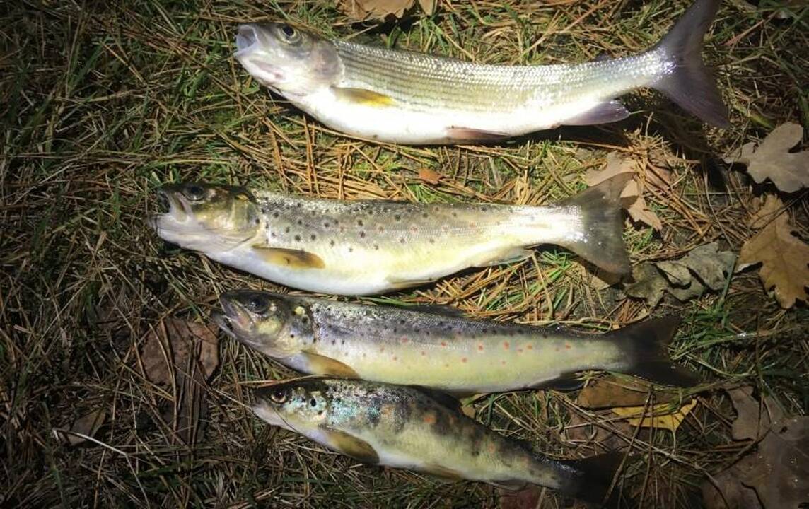 Brakonierių negąsdina net baudų dydis