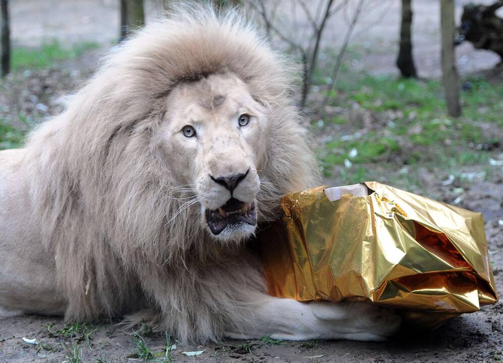 Per didžiąsias metų šventes Prancūzijos zoologijos sodo gyventojai dalinosi dovanas