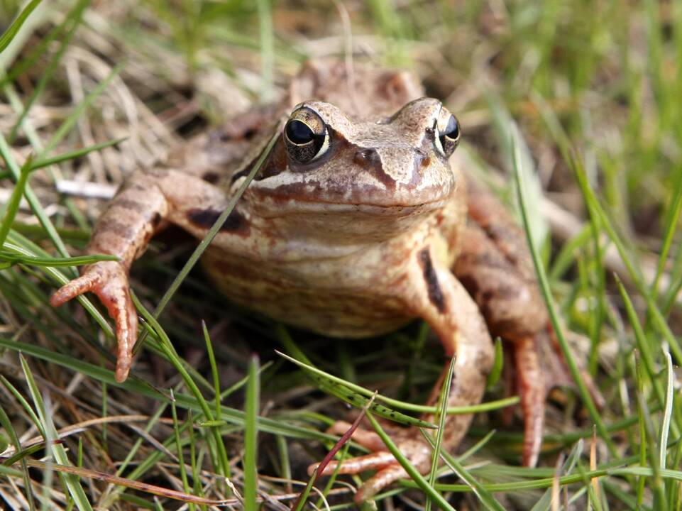 Vairuotojus ragina būti budrius: vyksta varlių migracija