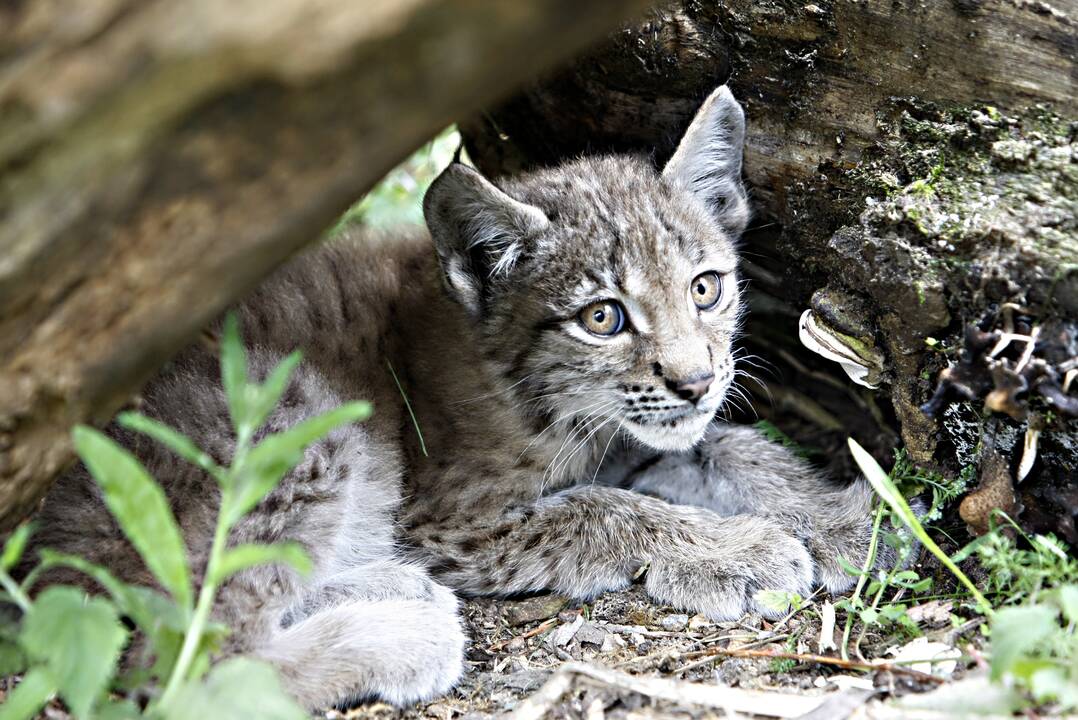 Lūšiukai Klaipėdos zoologijos sode