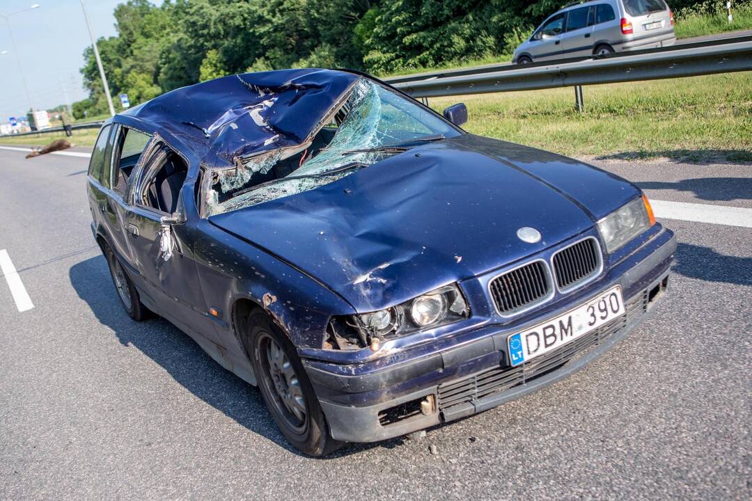 Autostradoje Kaunas-Vilnius partrenktas briedis