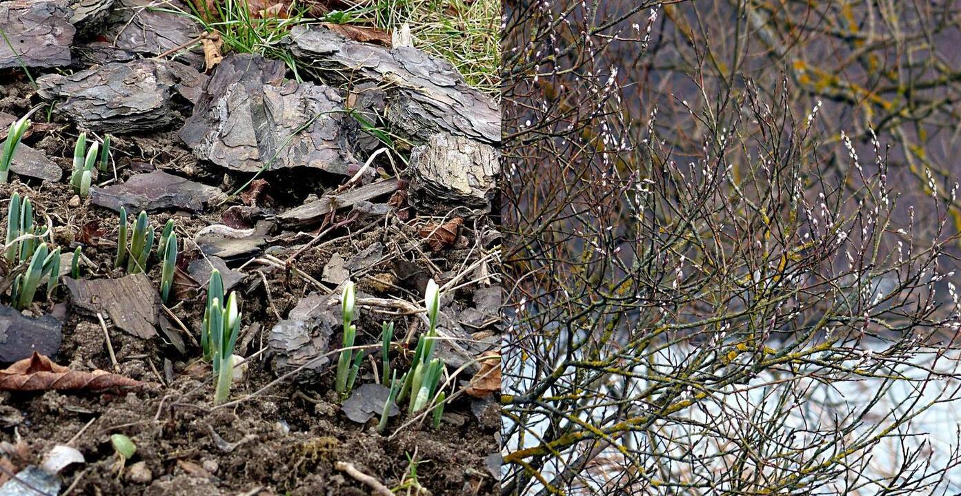 Žiedai: pražydusios snieguolės ir pūkuotais "kačiukais" apkibusios blindės pranašauja, kad pavasario linksmybių jau nebeteks ilgai laukti.