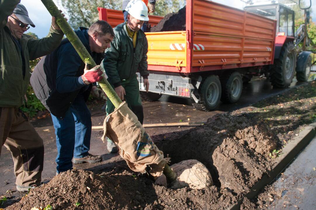 Kauną pasiekė liepų sodinukai